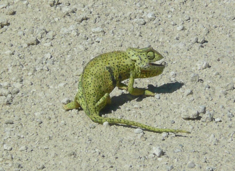 01 chamaeleon.jpg